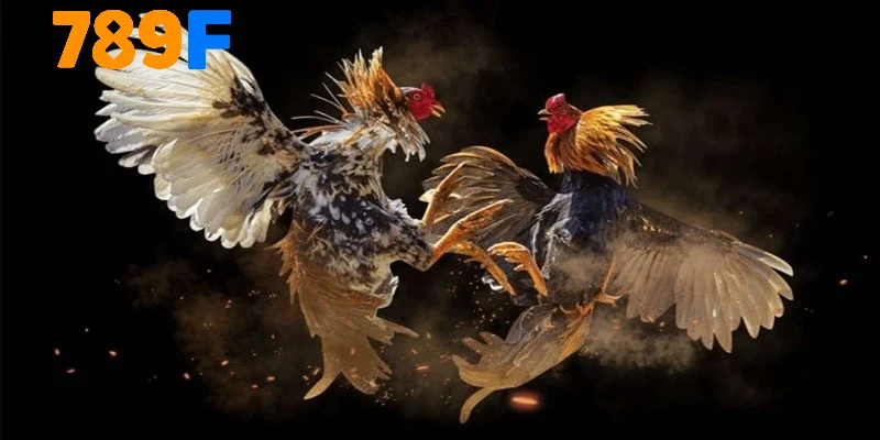 Tổng hợp các thể loại chọi gà hot nhất tại 789f