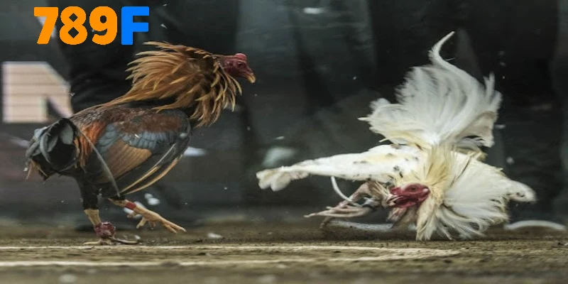 Tổng quan về đá gà Campuchia