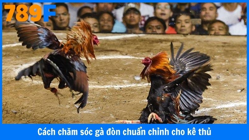 Cách chăm sóc gà đòn chuẩn chỉnh cho kê thủ