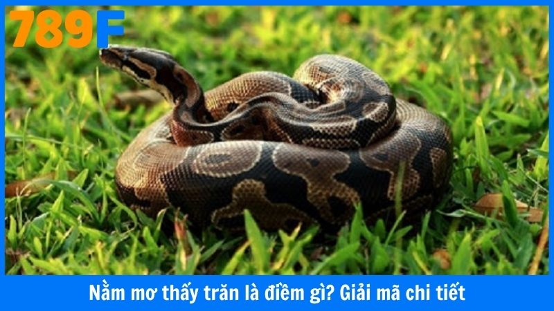 Nằm mơ thấy trăn là điềm gì? Giải mã chi tiết