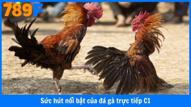 Sức hút nổi bật của đá gà trực tiếp C1