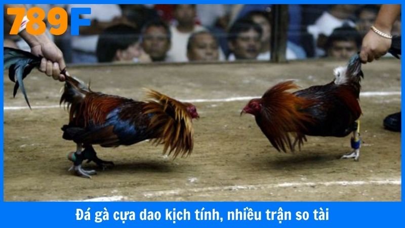Đá gà cựa dao kịch tính, nhiều trận so tài