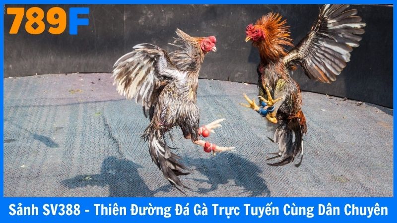Sảnh SV388 - Thiên Đường Đá Gà Trực Tuyến Cùng Dân Chuyên