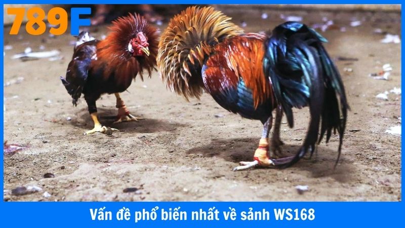 Vấn đề phổ biến nhất về sảnh WS168